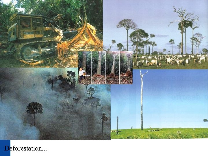 Deforestation. . . 