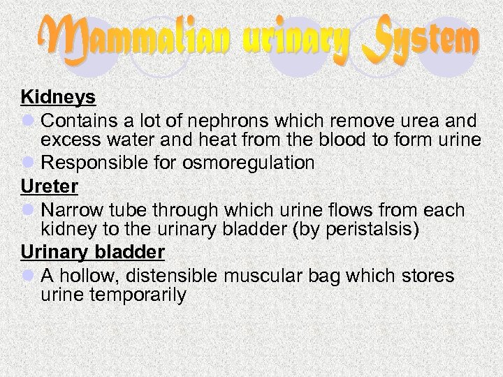 Kidneys l Contains a lot of nephrons which remove urea and excess water and