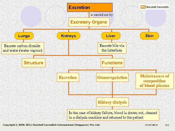 Excretion is carried out by Excretory Organs Lungs Kidneys Liver Skin Excrete bile via