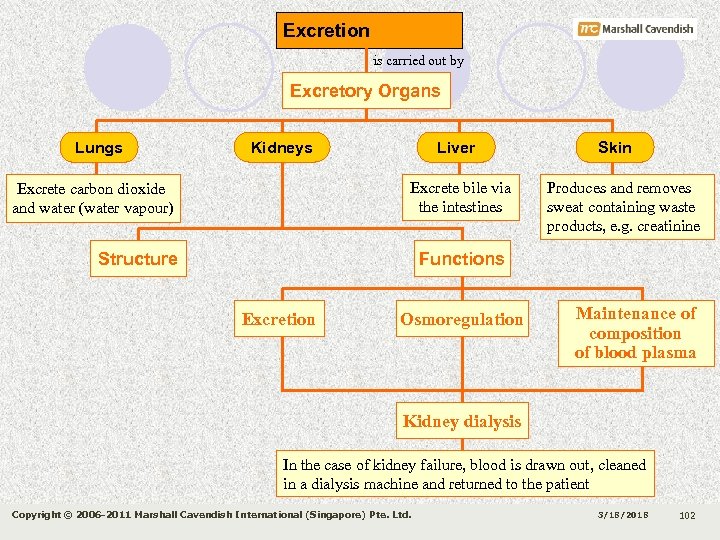 Excretion is carried out by Excretory Organs Lungs Kidneys Liver Excrete bile via the