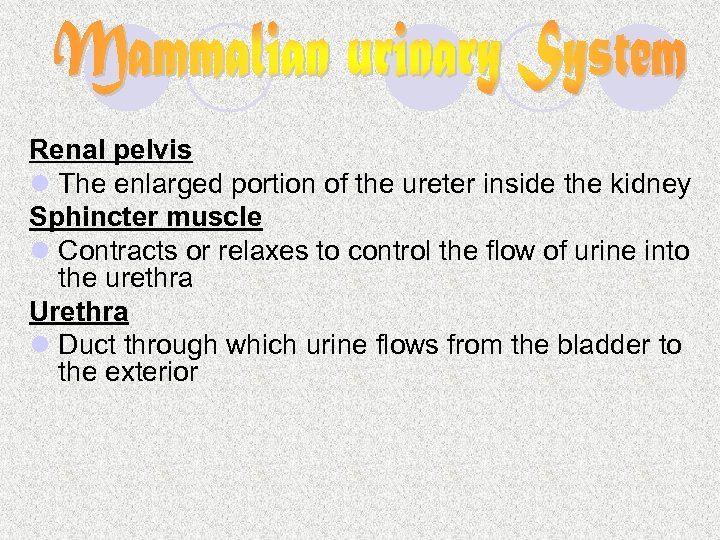 Renal pelvis l The enlarged portion of the ureter inside the kidney Sphincter muscle