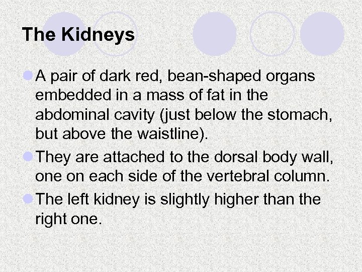 The Kidneys l A pair of dark red, bean-shaped organs embedded in a mass