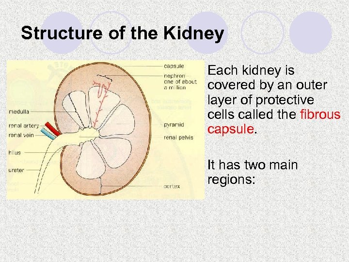 Structure of the Kidney l Each kidney is covered by an outer layer of
