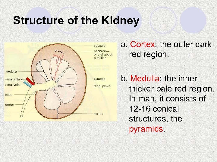 Structure of the Kidney a. Cortex: the outer dark red region. b. Medulla: the