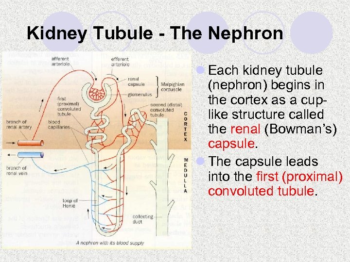 Kidney Tubule - The Nephron l Each kidney tubule (nephron) begins in the cortex