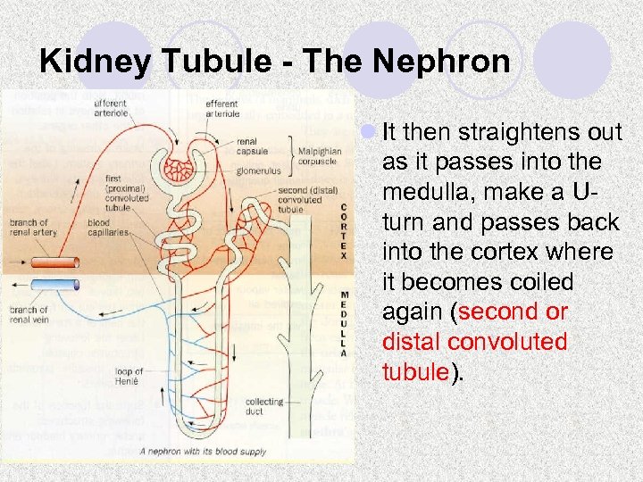 Kidney Tubule - The Nephron l It then straightens out as it passes into