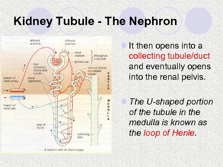 Kidney Tubule - The Nephron l It then opens into a collecting tubule/duct and