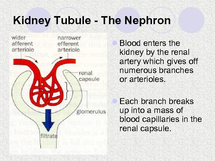 Kidney Tubule - The Nephron l Blood enters the kidney by the renal artery