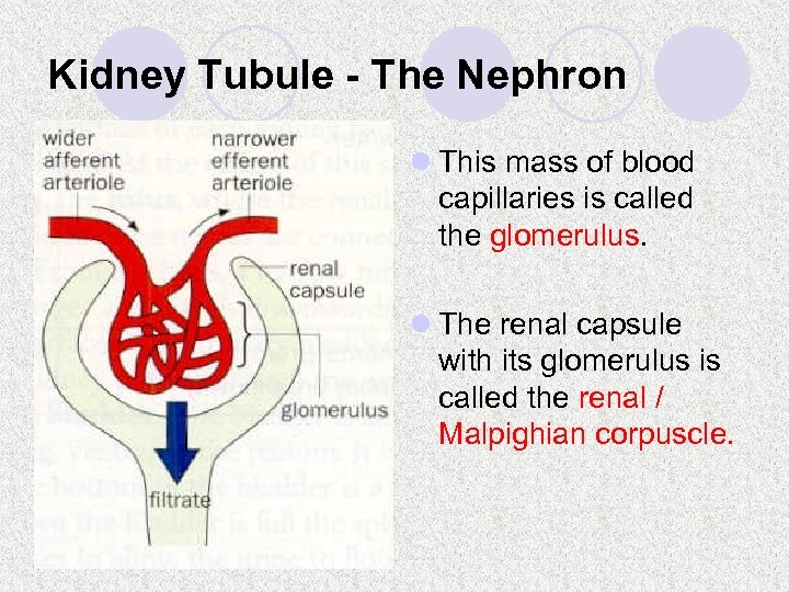 Kidney Tubule - The Nephron l This mass of blood capillaries is called the