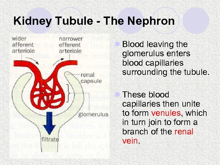 Kidney Tubule - The Nephron l Blood leaving the glomerulus enters blood capillaries surrounding