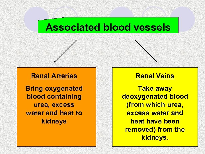 Associated blood vessels Renal Arteries Renal Veins Bring oxygenated blood containing urea, excess water