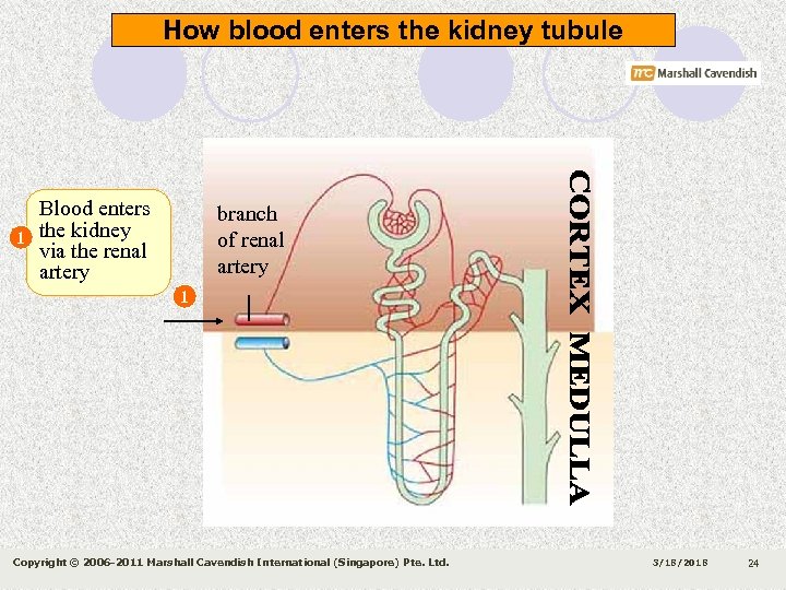 How blood enters the kidney tubule 1 Blood enters the kidney via the renal