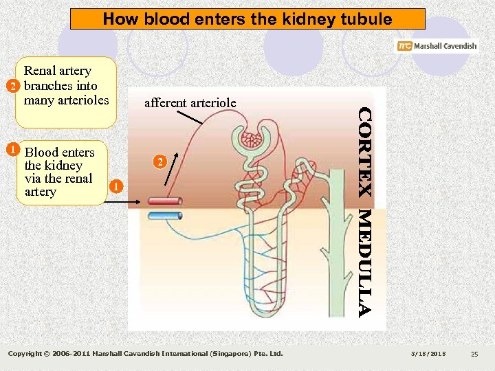How blood enters the kidney tubule 2 1 Renal artery branches into many arterioles