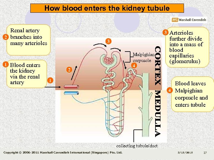 How blood enters the kidney tubule 2 1 Renal artery branches into many arterioles