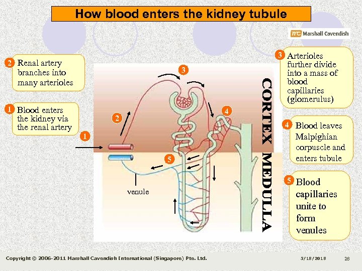 How blood enters the kidney tubule 3 Arterioles 2 Renal artery branches into many