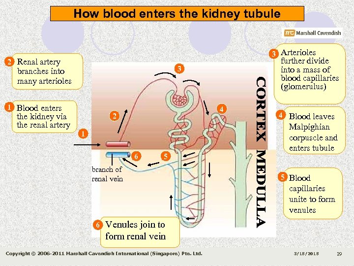 How blood enters the kidney tubule 3 Arterioles 2 Renal artery 3 branches into