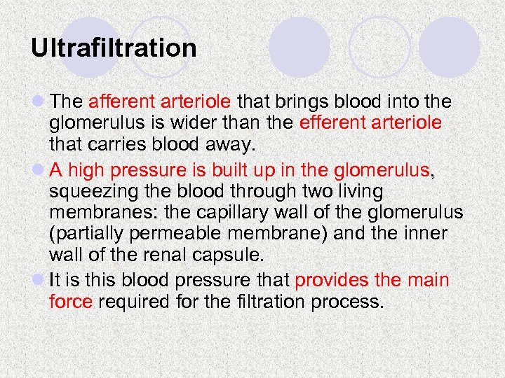 Ultrafiltration l The afferent arteriole that brings blood into the glomerulus is wider than