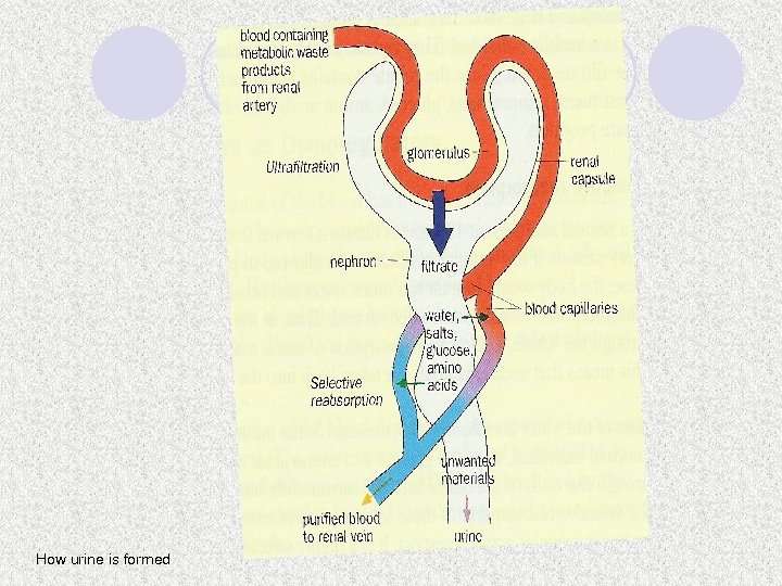 How urine is formed 