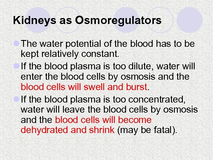 Kidneys as Osmoregulators l The water potential of the blood has to be kept