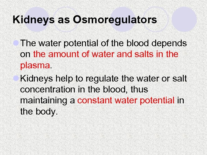 Kidneys as Osmoregulators l The water potential of the blood depends on the amount