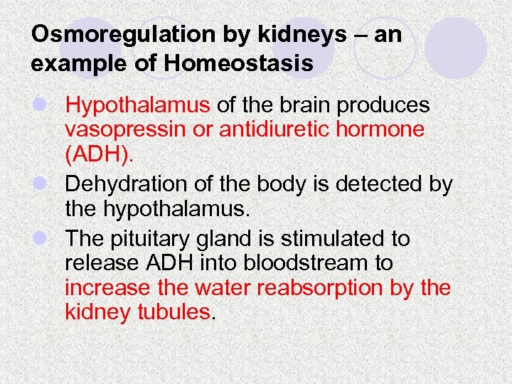 Osmoregulation by kidneys – an example of Homeostasis l Hypothalamus of the brain produces