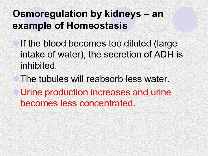 Osmoregulation by kidneys – an example of Homeostasis l If the blood becomes too