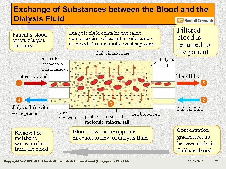 Exchange of Substances between the Blood and the Dialysis Fluid Filtered Dialysis fluid contains