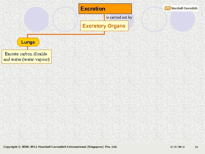 Excretion is carried out by Excretory Organs Lungs Excrete carbon dioxide and water (water