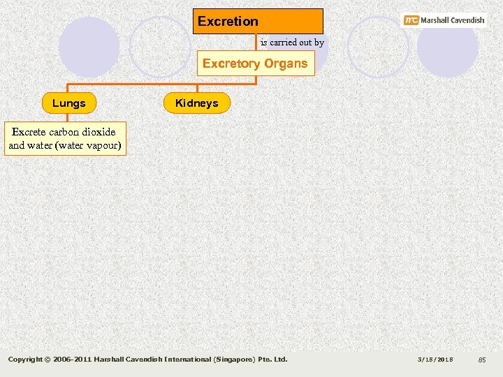 Excretion is carried out by Excretory Organs Lungs Kidneys Excrete carbon dioxide and water