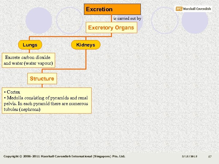 Excretion is carried out by Excretory Organs Lungs Kidneys Excrete carbon dioxide and water
