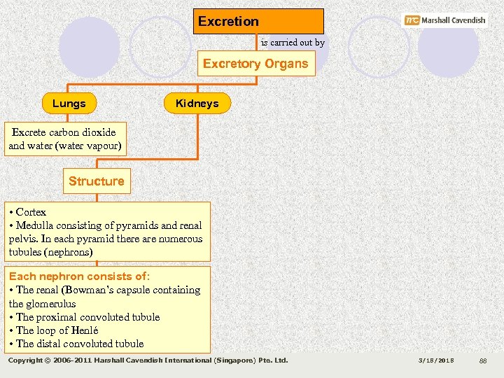 Excretion is carried out by Excretory Organs Lungs Kidneys Excrete carbon dioxide and water