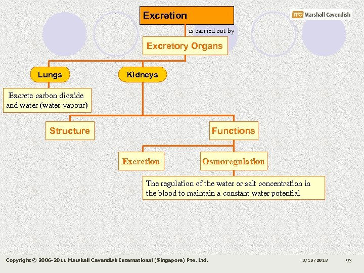 Excretion is carried out by Excretory Organs Lungs Kidneys Excrete carbon dioxide and water