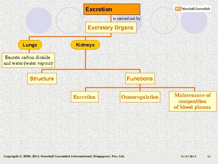 Excretion is carried out by Excretory Organs Lungs Kidneys Excrete carbon dioxide and water
