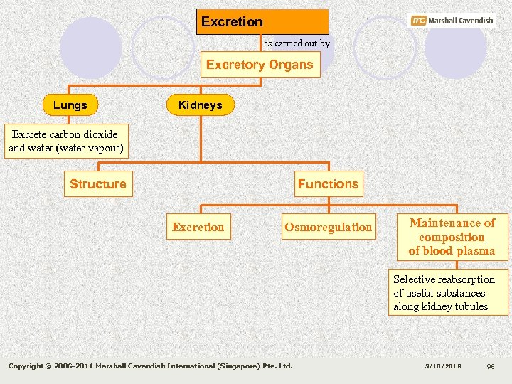 Excretion is carried out by Excretory Organs Lungs Kidneys Excrete carbon dioxide and water