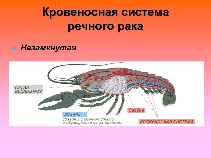 Кровеносная система речного рака n Незамкнутая 