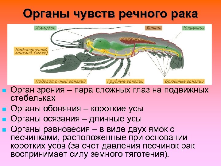 Органы зрения у ракообразных. Органы чувств ракообразных. Система органов чувств ракообразных. Органы осязания и обоняния у ракообразных. Органы чувств ракообразных кратко.