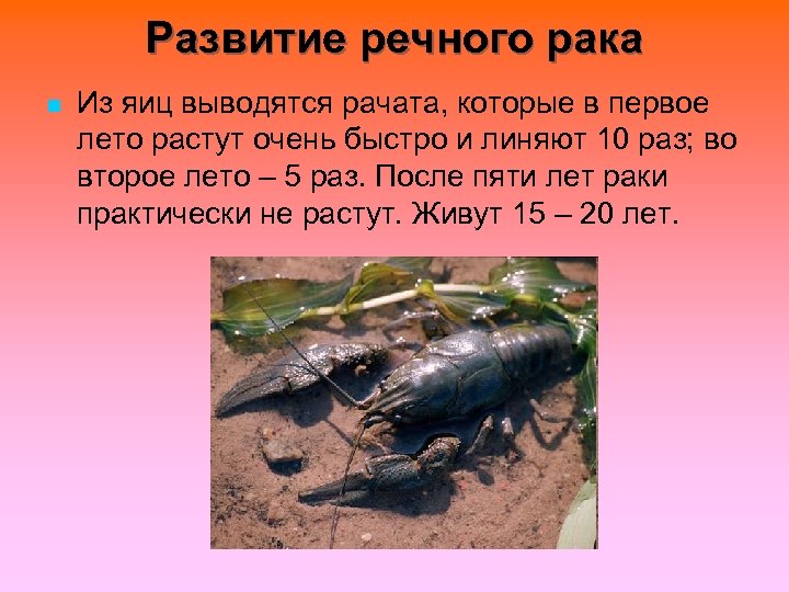 Развитие речного рака n Из яиц выводятся рачата, которые в первое лето растут очень