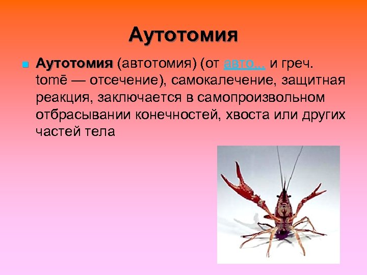 Аутотомия n Аутотомия (автотомия) (от авто. . . и греч. Аутотомия tomē — отсечение),