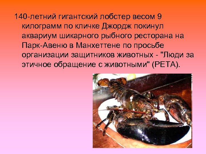 140 -летний гигантский лобстер весом 9 килограмм по кличке Джордж покинул аквариум шикарного рыбного