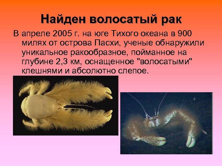 Найден волосатый рак В апреле 2005 г. на юге Тихого океана в 900 милях