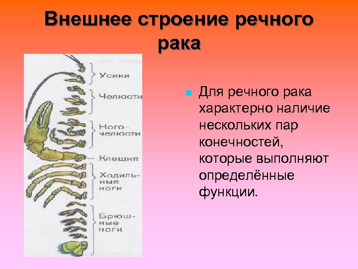 Конечности речного рака рисунок