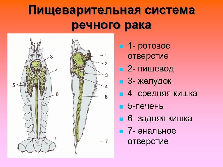 Пищеварительная система речного рака n n n n 1 - ротовое отверстие 2 -