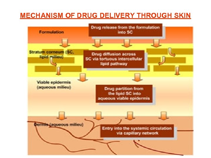 MECHANISM OF DRUG DELIVERY THROUGH SKIN 