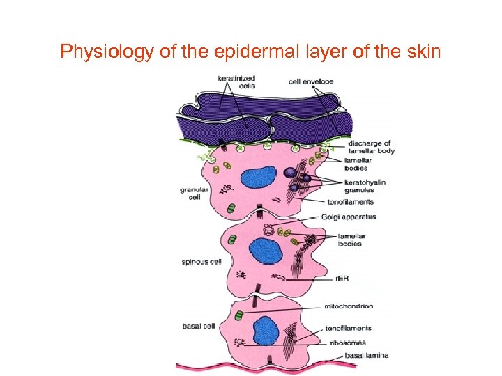 Physiology of the epidermal layer of the skin 