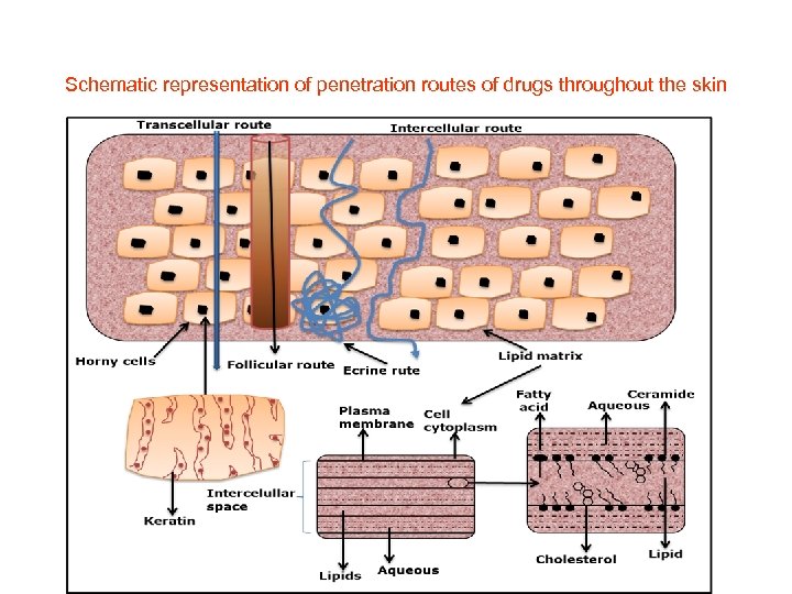 Schematic representation of penetration routes of drugs throughout the skin 