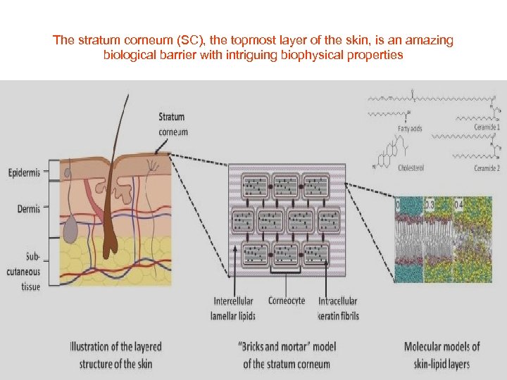 The stratum corneum (SC), the topmost layer of the skin, is an amazing biological
