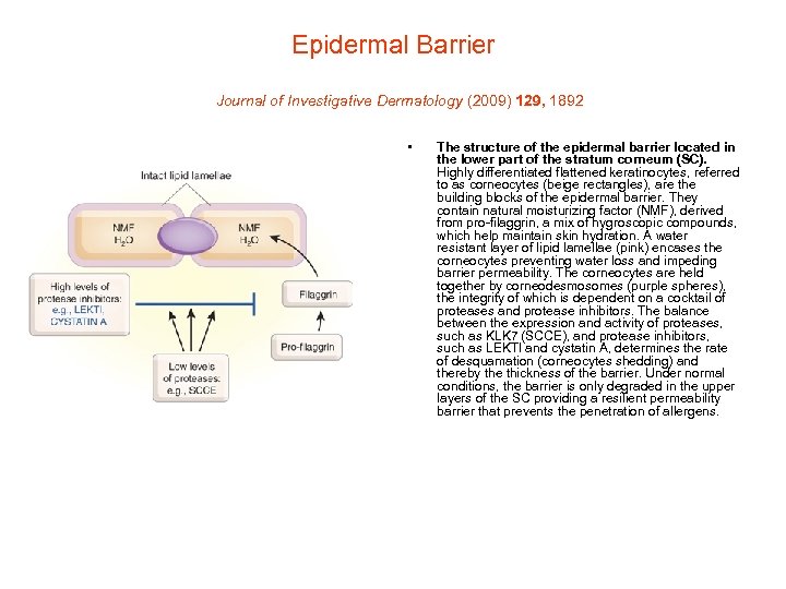 Epidermal Barrier Journal of Investigative Dermatology (2009) 129, 1892 • The structure of the