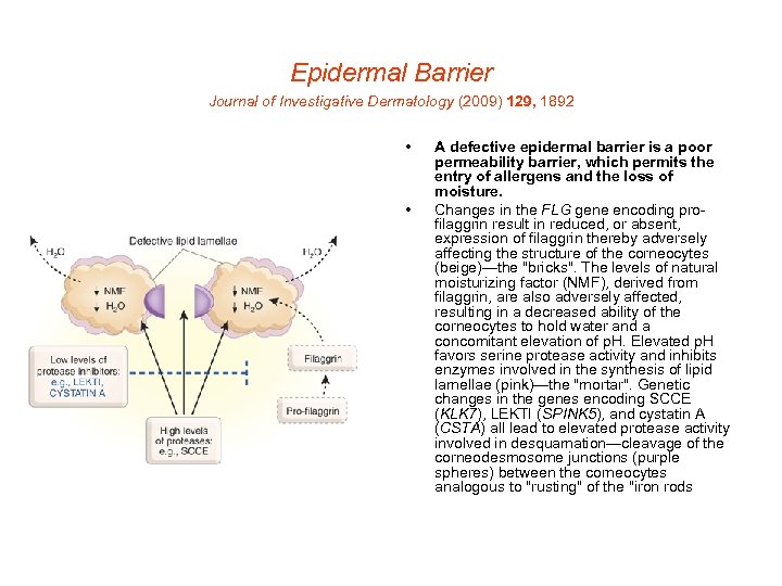 Epidermal Barrier Journal of Investigative Dermatology (2009) 129, 1892 • • A defective epidermal