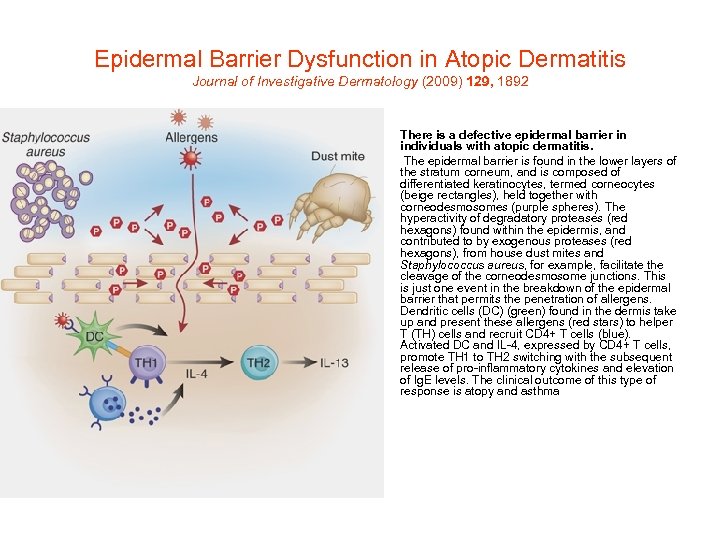 Epidermal Barrier Dysfunction in Atopic Dermatitis Journal of Investigative Dermatology (2009) 129, 1892 •