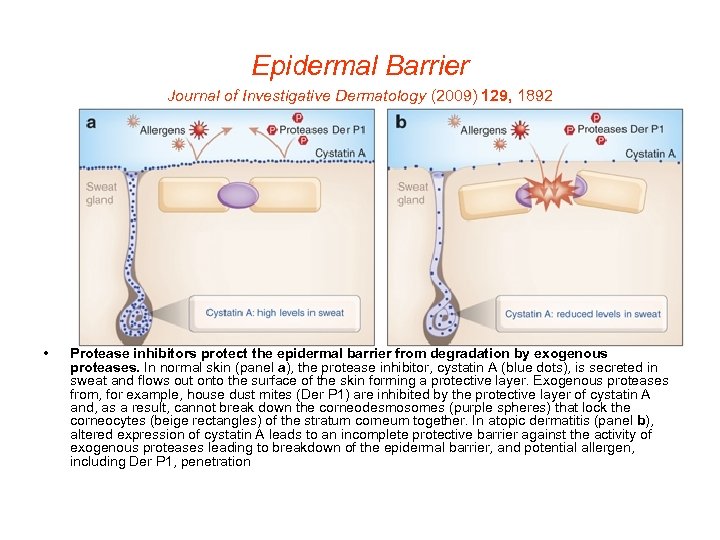 Epidermal Barrier Journal of Investigative Dermatology (2009) 129, 1892 • Protease inhibitors protect the